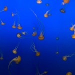 Jellyfish threaten to 'dominate' oceans