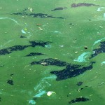 ALS Cases Caused By Blue-Green Algae