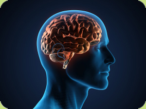 Focus On: Brain Plasticity