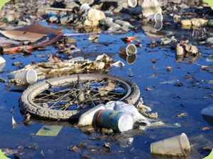 Focus On: The Environment