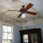 FOCUS ON: Mold Illness