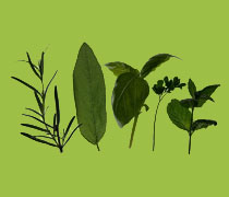 herbs