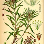 Simples vs Combination Herbal Formulas