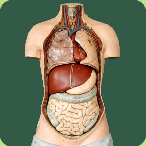 organ health