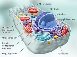 cell structure