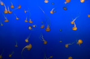Jellyfish threaten to ‘dominate’ oceans