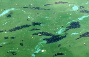 Cyanobacteria