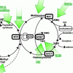 Methylation Cycle - Custom