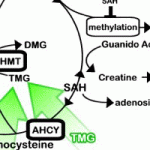 Glutathione Depletion—Methylation Cycle Block Hypothesis: The Simple Approach
