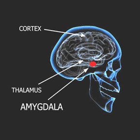 Amygdala Retraining™ Program Appendix