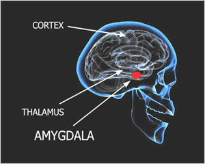 Amygdala