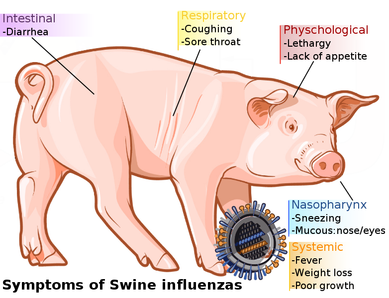 Swine influenza symptoms in swine