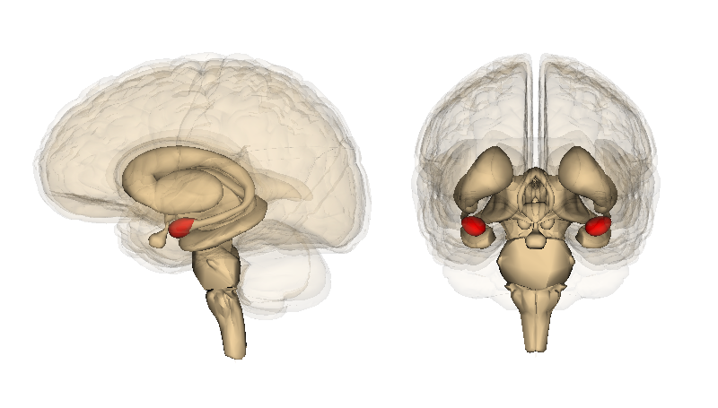 Amygdala © Life Science Databases (LSDB)