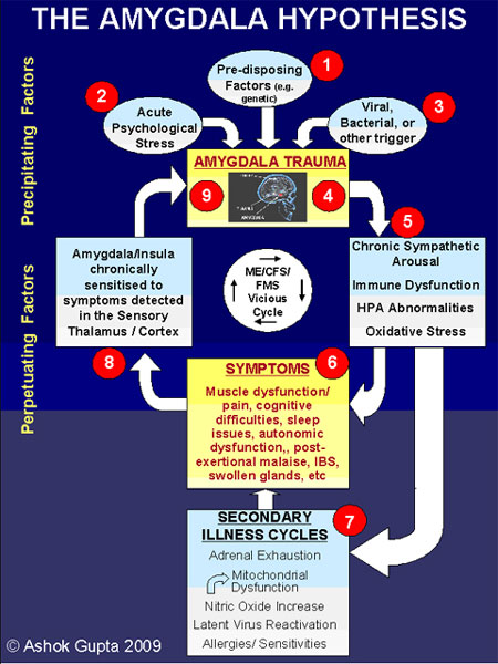 The Amygdala Hypothesis