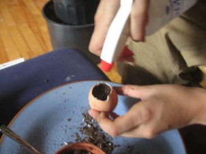 Add potting soil