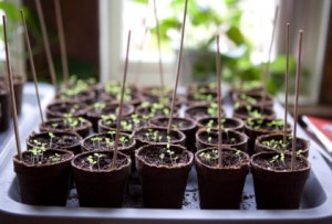 How to plant seeds and grow starts indoors