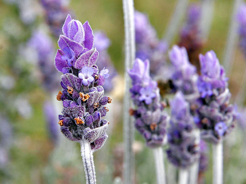 Field of lavender