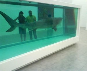 The Aquarium Shark