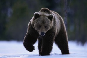 Brown Bear Walking in Snow by Ethan at Picassa