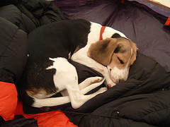 Tired Dog by Ben Mason at flickr