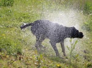 Wet Dog by Marjolein at flickr