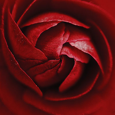 Red Rose by Nikita Tikhomirov