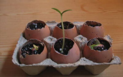 Eggshell Seed Starters