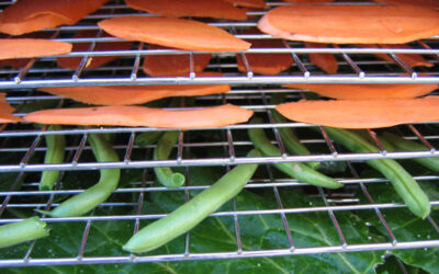 Making vegetable chips in a food dehydrator