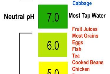 The alkaline brain: Dietary concerns in lyme-borreliosis