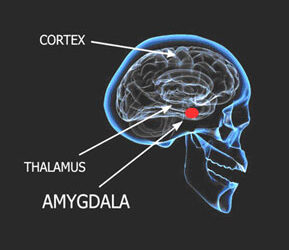 Amygdala Retraining™ Program